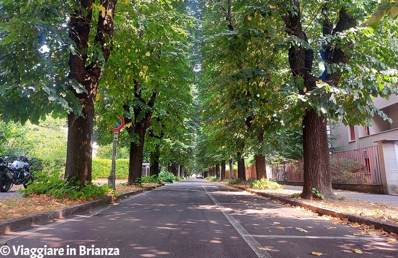 Cosa fare a Meda, il viale delle Rimembranze