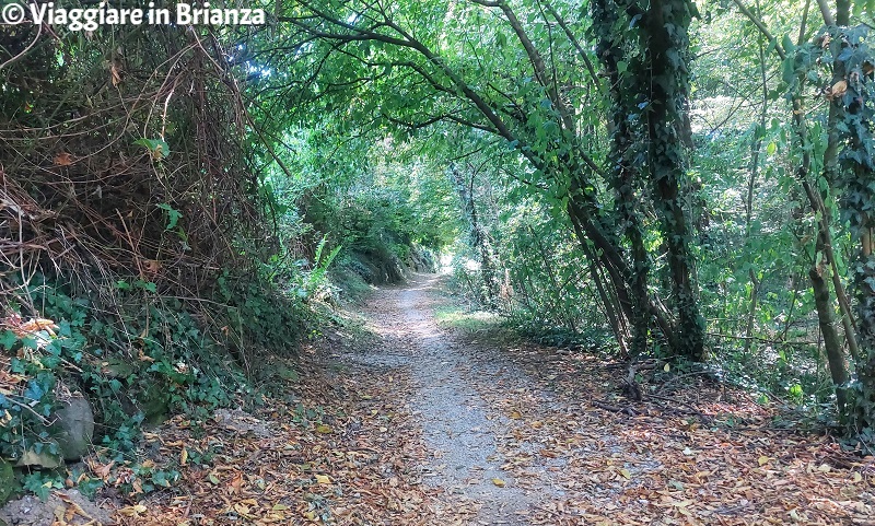 Il bosco del Parco della Valletta