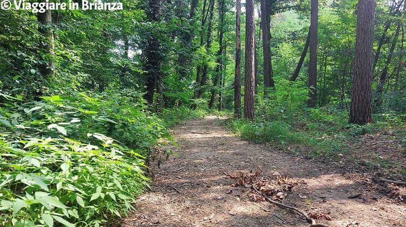 Il bosco nel sentiero 12 della Brughiera Briantea