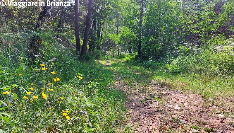 Bosco nel sentiero 12 del Parco della Brughiera Briantea