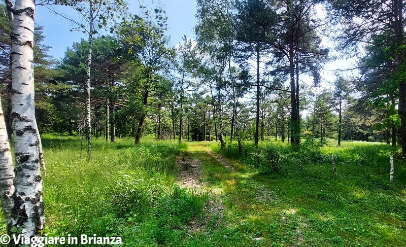 Brughiera Briantea, il roccolo