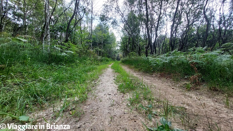 Brughiera Briantea, la strada del sentiero 12