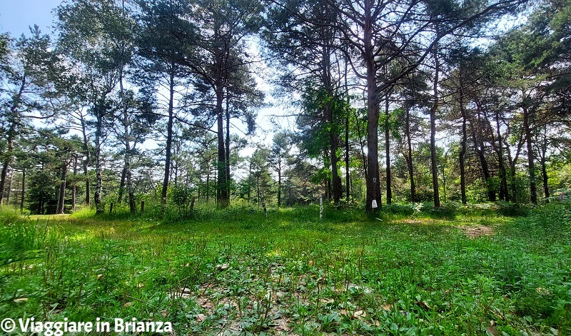 Panorama del Parco della Brughiera Briantea