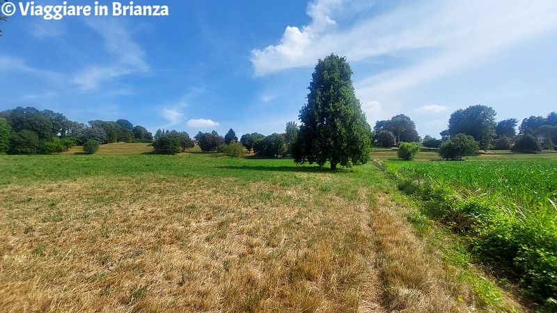 I prati di Monticello Brianza