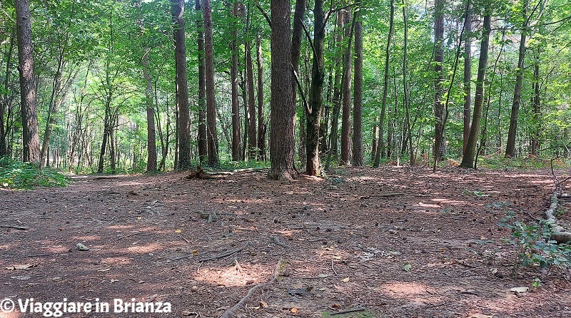 Sentiero 12 del Parco delle Groane e della Brughiera Briantea