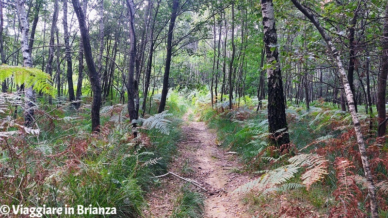 Il sentiero nel Parco della Brughiera Briantea a Cascina Amata