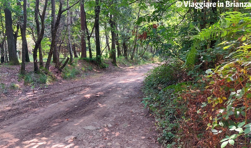 La strada del Radizzone e Olgelasca